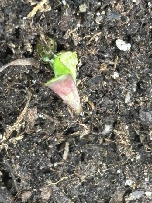 Northern Lights Auto Doc 🌱. Week 0 - Slight Helmet head.