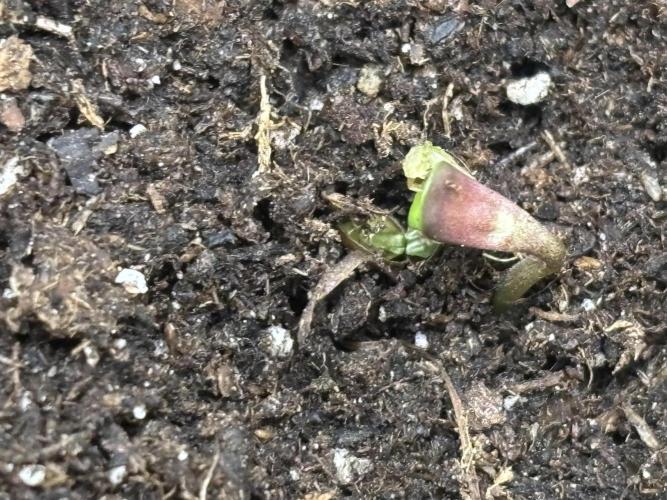 Northern Lights Auto Doc 🌱. Week 0 - Those colours though 😍