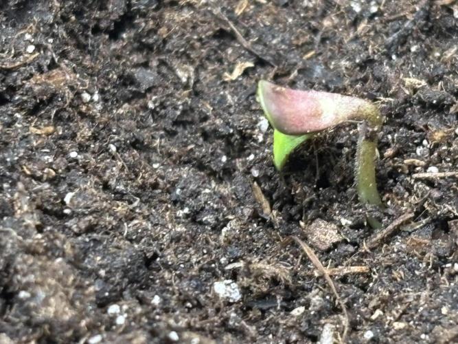 Northern Lights Auto Doc 🌱. Week 0