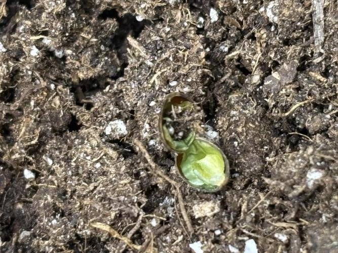 Northern Lights Auto Doc 🌱. Week 0 - 😍