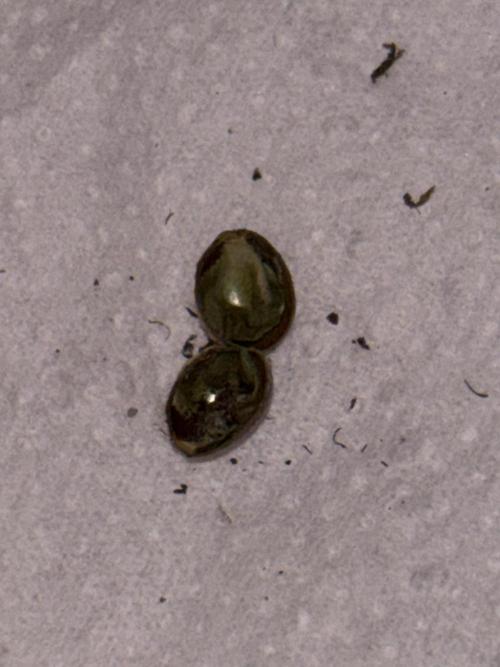 Northern Lights Auto Doc 🌱. Week 0