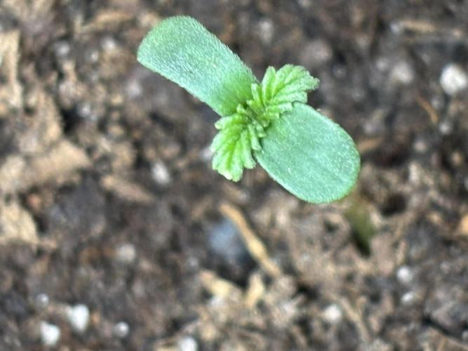Northern Lights Auto Doc 🌱. Week 1 - Day two