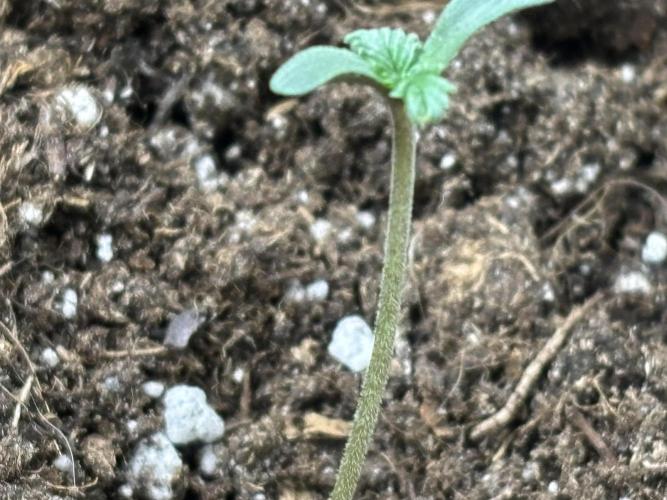 Northern Lights Auto Doc 🌱. Week 1