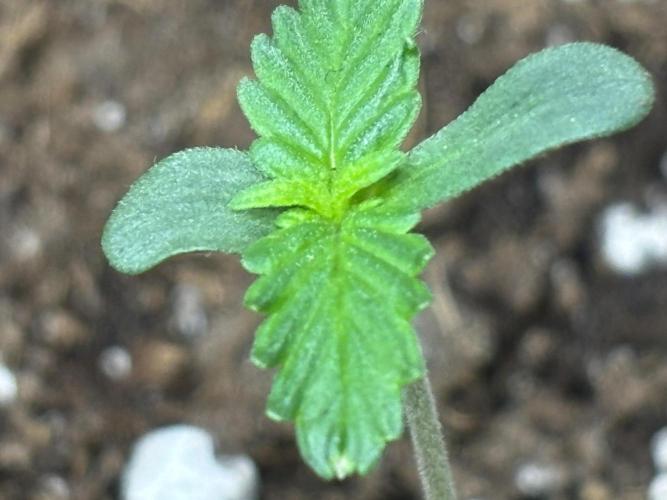 Northern Lights Auto Doc 🌱. Week 1