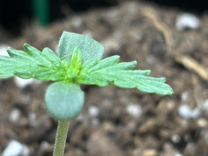 Northern Lights Auto Doc 🌱. Week 1