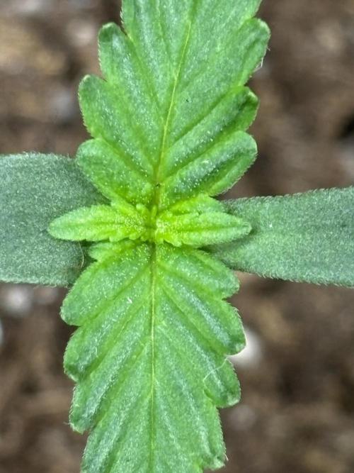 Northern Lights Auto Doc 🌱. Week 1