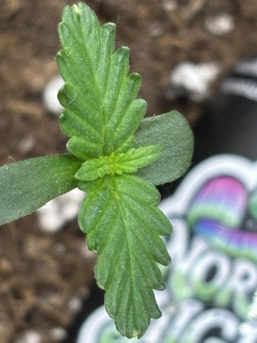 Northern Lights Auto Doc 🌱. Week 1