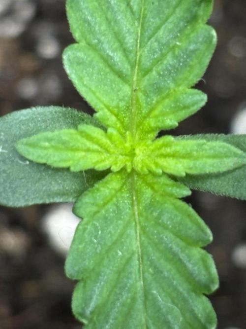 Northern Lights Auto Doc 🌱. Week 1
