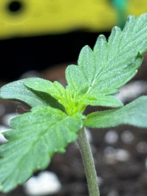 Northern Lights Auto Doc 🌱. Week 1