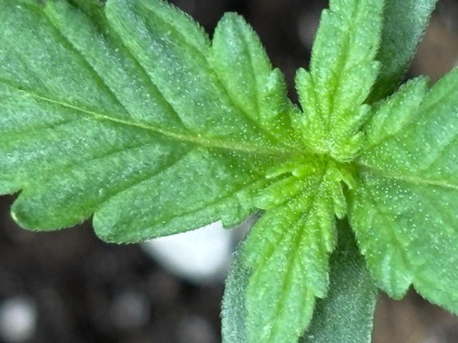 Northern Lights Auto Doc 🌱. Week 1