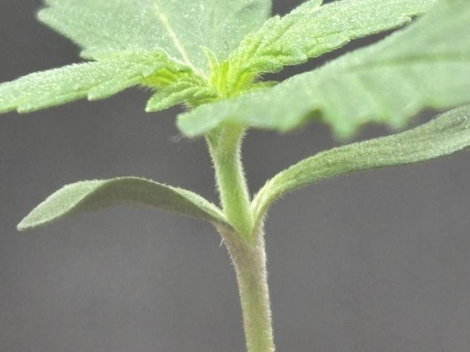 Strawberry Banana Auto 🌱💚. Week 2
