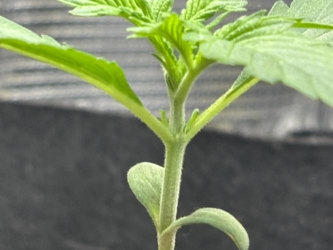 Strawberry Banana Auto 🌱💚. Week 2