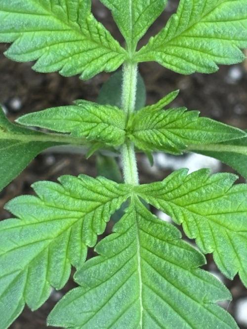 Strawberry Banana Auto 🌱💚. Week 2