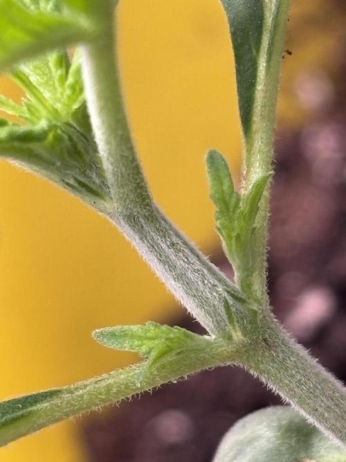 Strawberry Banana Auto 🌱💚. Week 2