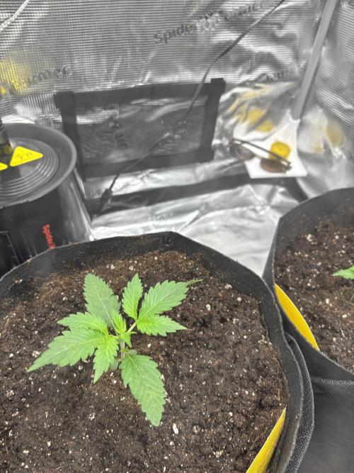 Strawberry Banana Auto 🌱💚. Week 2