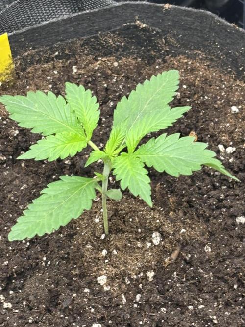 Strawberry Banana Auto 🌱💚. Week 2 - Day 14 - first full feed today & first nutrients 💚🌱