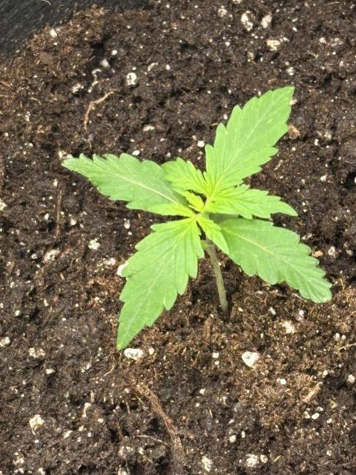 Northern Lights Auto Doc 🌱. Week 2 - Day 8 🌱