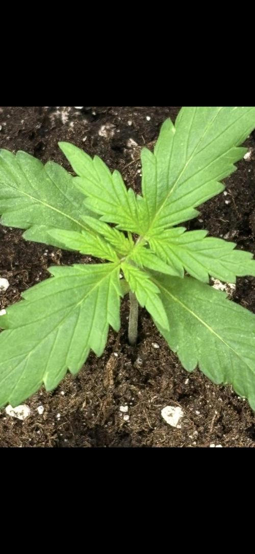 Northern Lights Auto Doc 🌱. Week 2