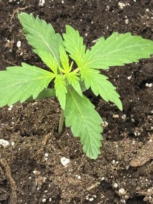 Northern Lights Auto Doc 🌱. Week 2