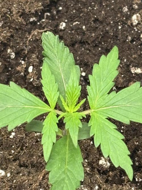 Northern Lights Auto Doc 🌱. Week 2
