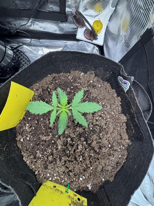 Northern Lights Auto Doc 🌱. Week 2