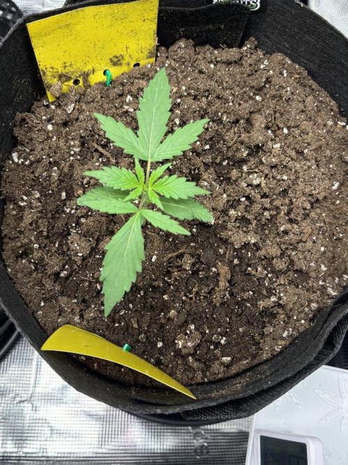 Northern Lights Auto Doc 🌱. Week 2