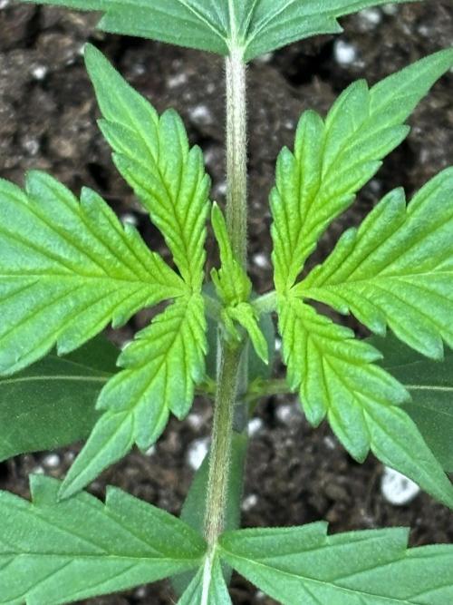 Northern Lights Auto Doc 🌱. Week 2