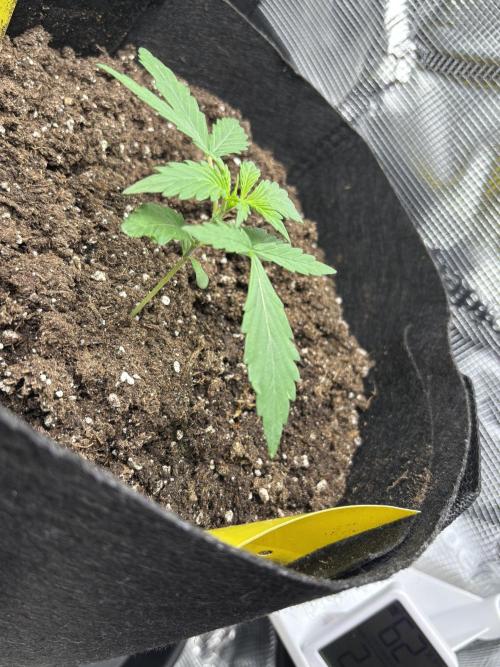 Northern Lights Auto Doc 🌱. Week 2
