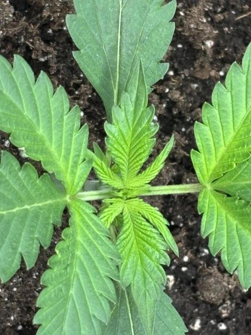Strawberry Banana Auto 🌱💚. Week 3 - Day 15