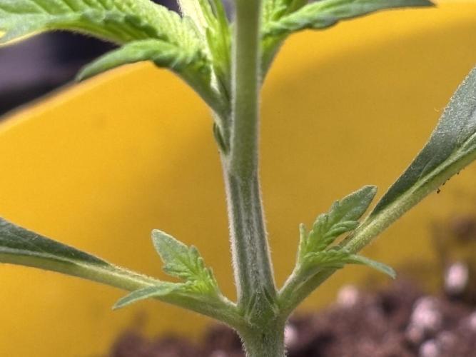 Strawberry Banana Auto 🌱💚. Week 3