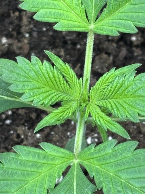 Strawberry Banana Auto 🌱💚. Week 3