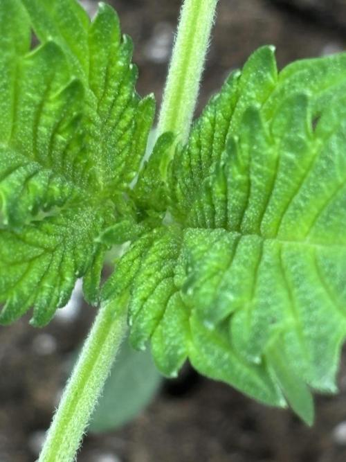 Strawberry Banana Auto 🌱💚. Week 3