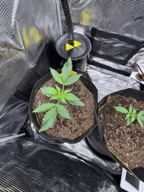 Strawberry Banana Auto 🌱💚. Week 3