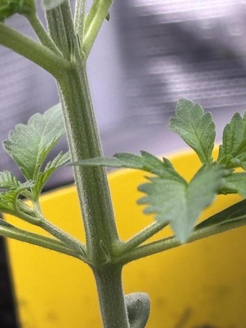 Strawberry Banana Auto 🌱💚. Week 3