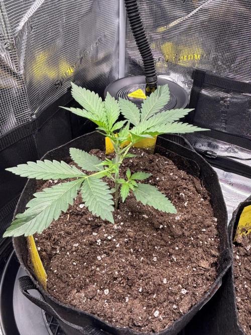 Strawberry Banana Auto 🌱💚. Week 3