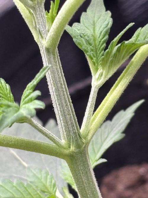 Strawberry Banana Auto 🌱💚. Week 3