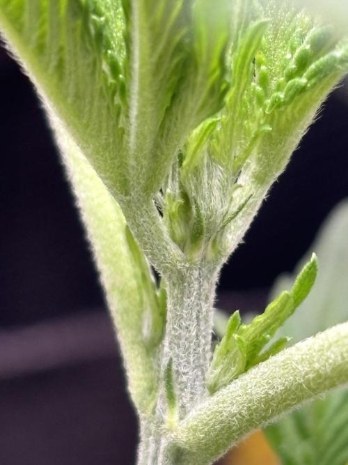 Strawberry Banana Auto 🌱💚. Week 3