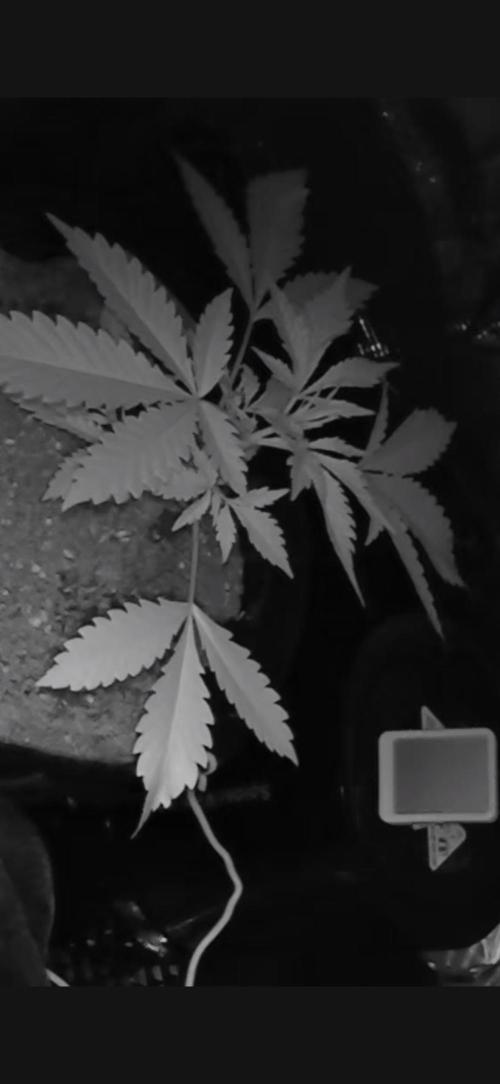 Strawberry Banana Auto 🌱💚. Week 3
