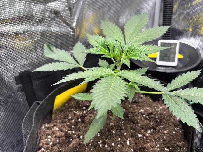 Strawberry Banana Auto 🌱💚. Week 3