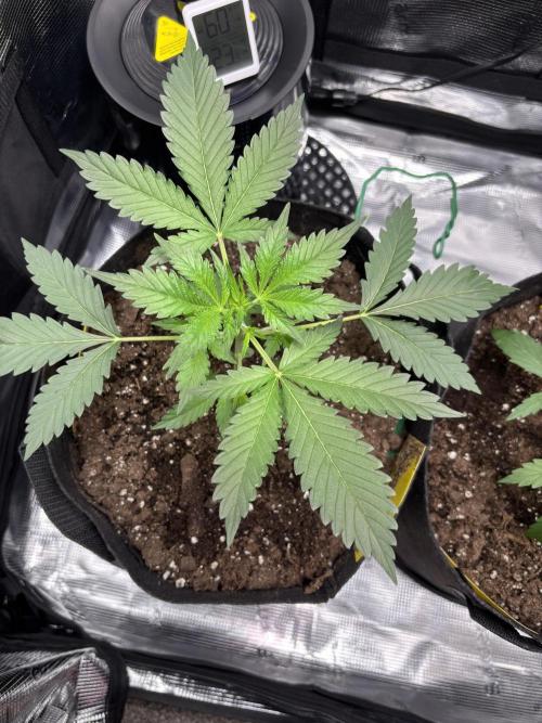 Strawberry Banana Auto 🌱💚. Week 3 - Day 21 💚🌱
