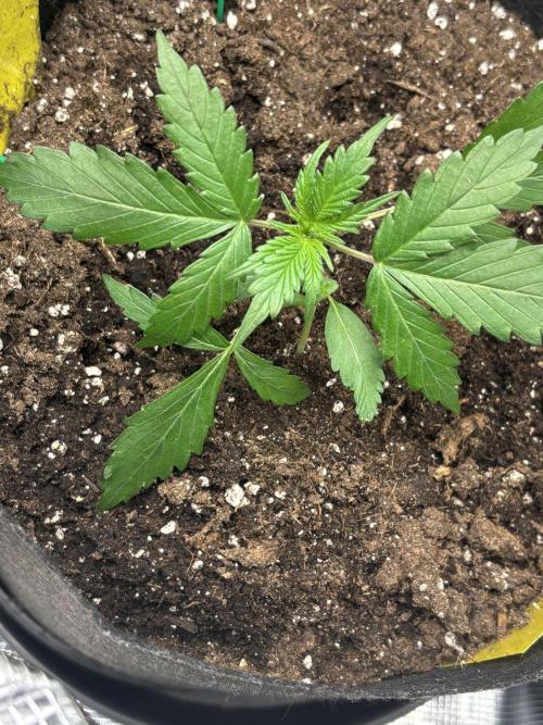 Northern Lights Auto Doc 🌱. Week 3