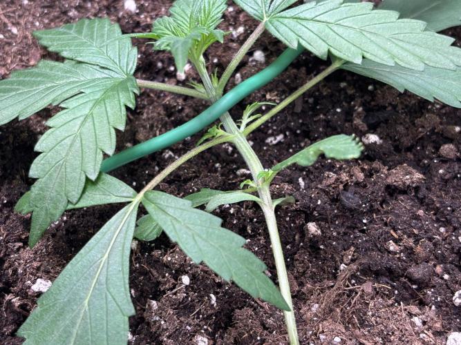 Northern Lights Auto Doc 🌱. Week 3