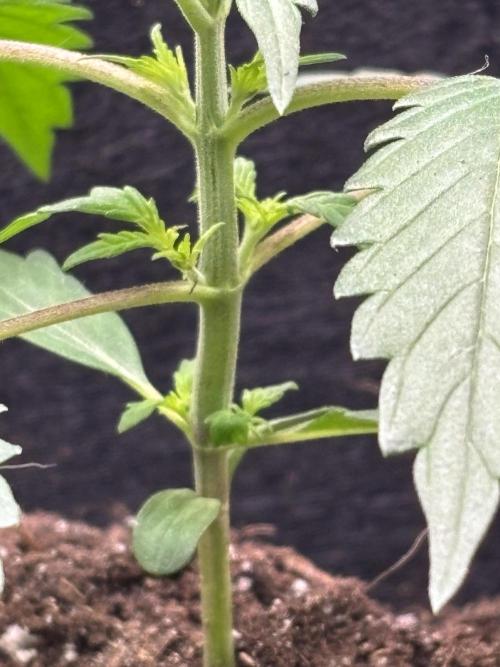Northern Lights Auto Doc 🌱. Week 3