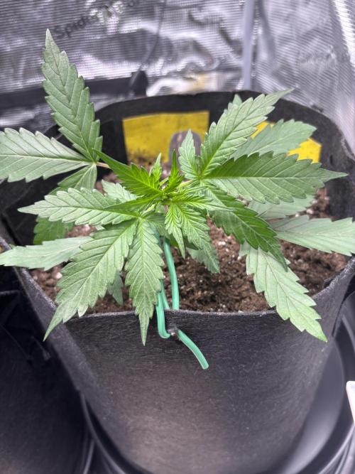 Northern Lights Auto Doc 🌱. Week 3