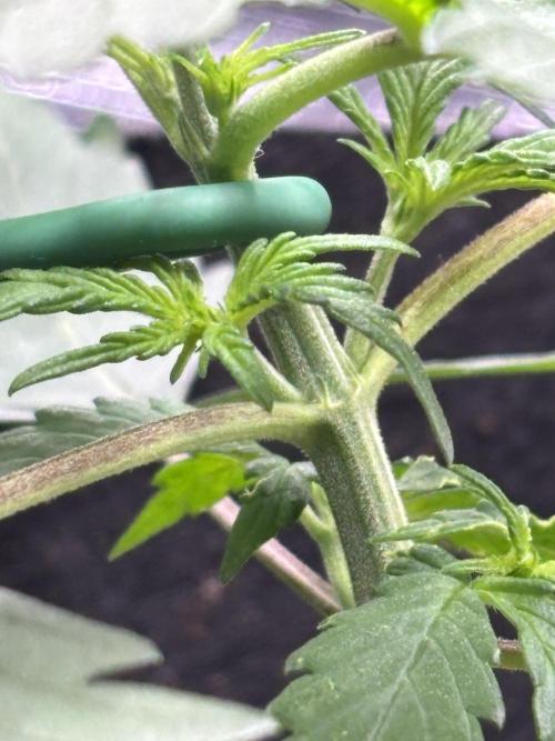 Northern Lights Auto Doc 🌱. Week 3
