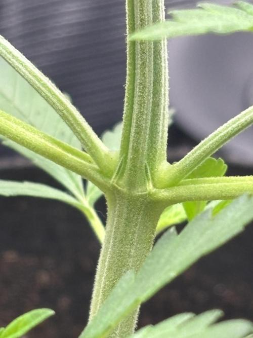 Strawberry Banana Auto 🌱💚. Week 4