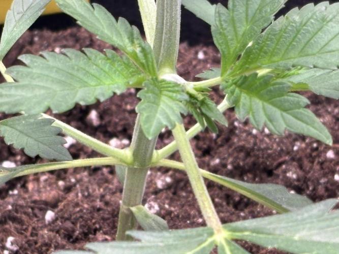 Strawberry Banana Auto 🌱💚. Week 4