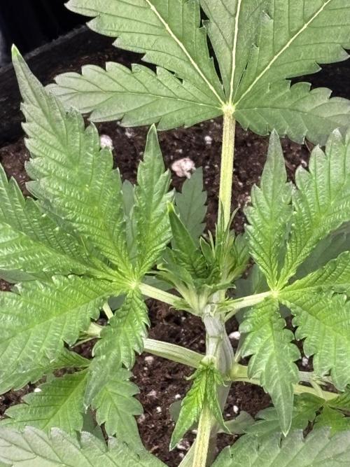 Strawberry Banana Auto 🌱💚. Week 4
