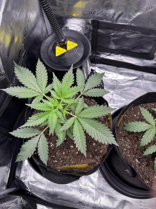 Strawberry Banana Auto 🌱💚. Week 4