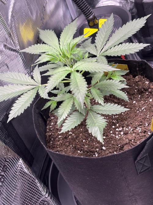 Strawberry Banana Auto 🌱💚. Week 4